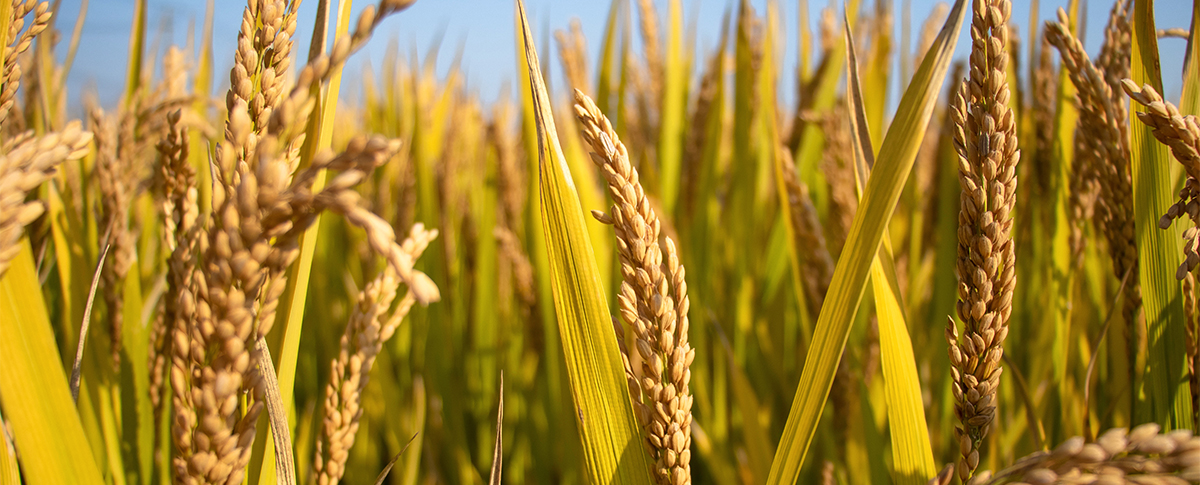 Does heavy metal in grain exceed standard? YANG 700F test for you!