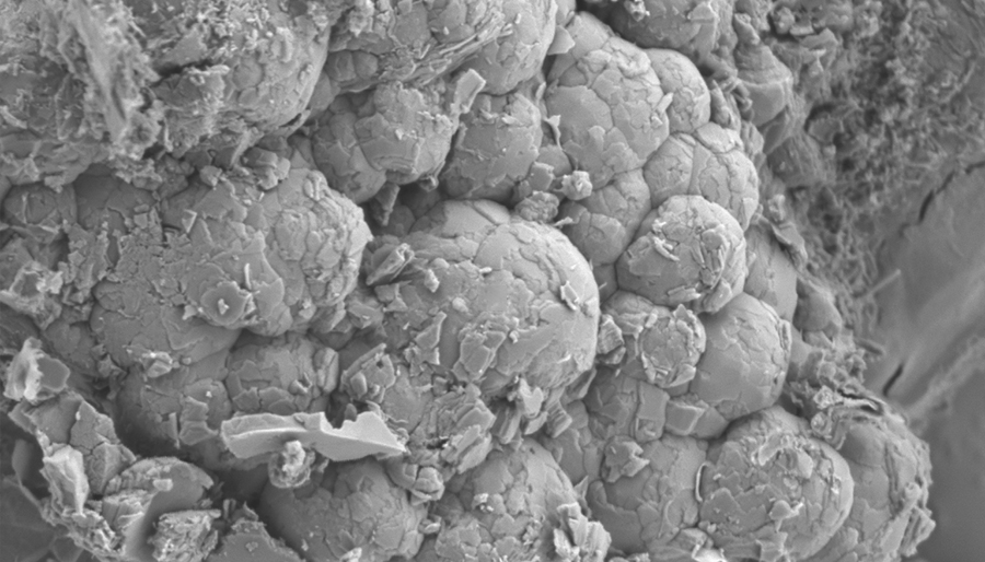 SuperSEM Desktop Real-time Energy Spectrum Scanning Electron Microscope(图4)